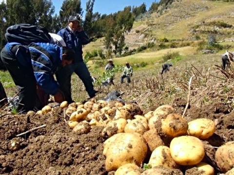 papa blanca midagri tubérculos agricultura campesinos productores