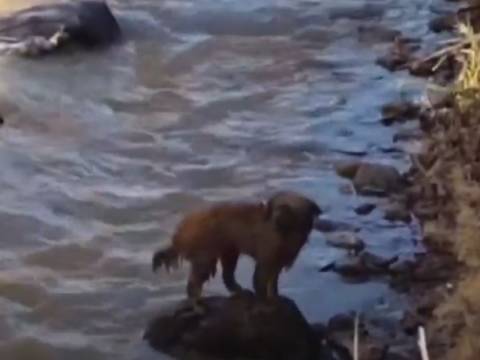 Perro rescatado de rio de Cusco
