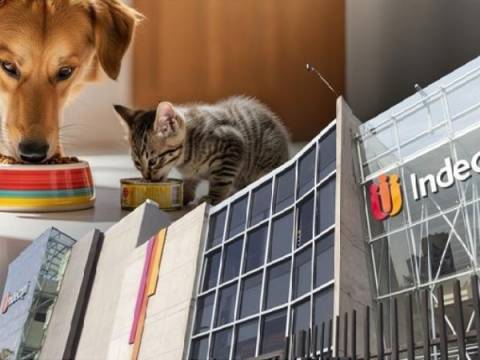 perro gato indecopi