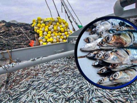 pesca produce 