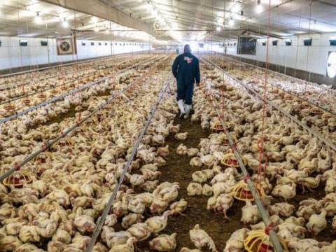 gripe aviar en Mexico  