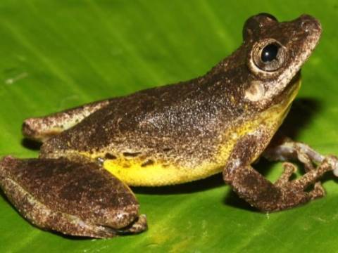 rana amazonia