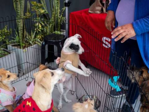 Adopción animal