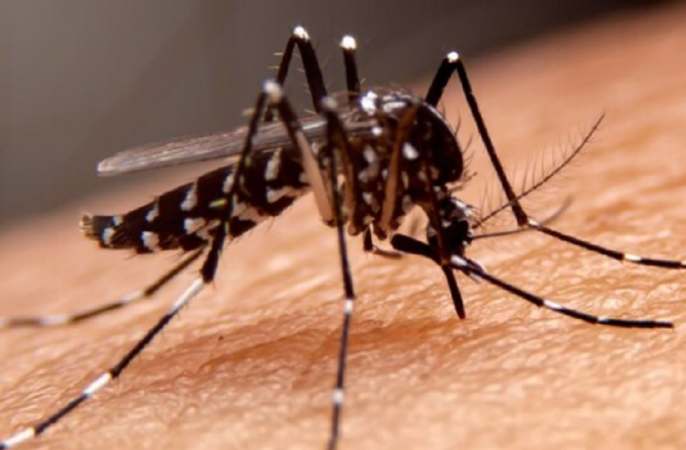   El Aedes aegypti, ​ más conocido como el mosquito del dengue.