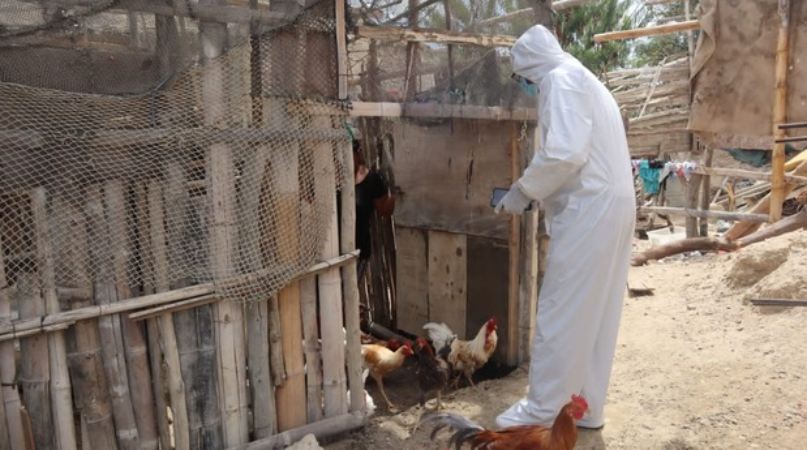 Bird flu outbreak on farm 