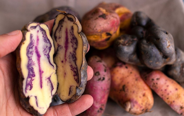 Dian Nacaional de la Papa. Difusión 