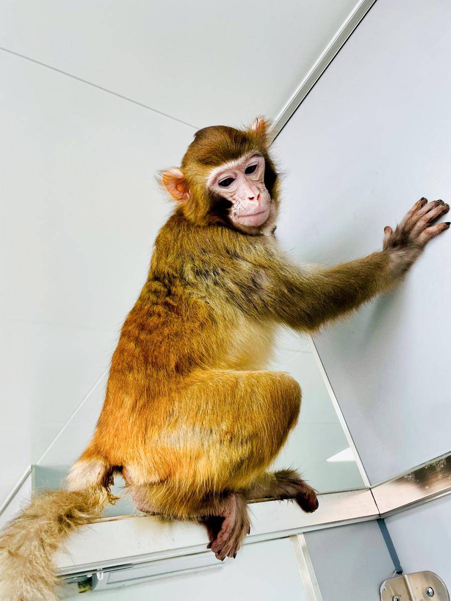 China macaco clon genética