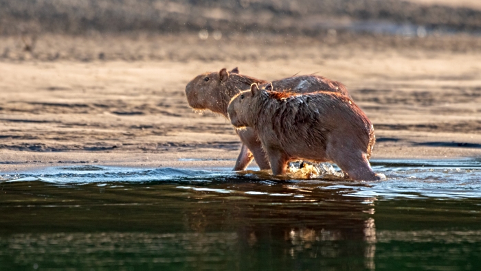 capibara animal 