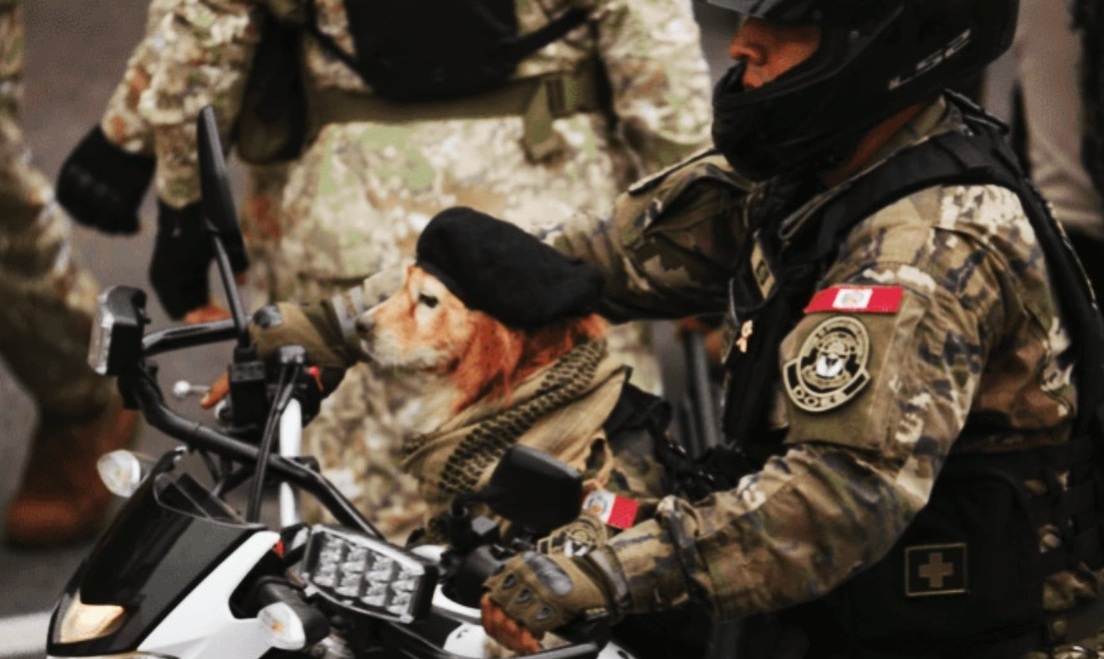 chato perrito desfile militar 