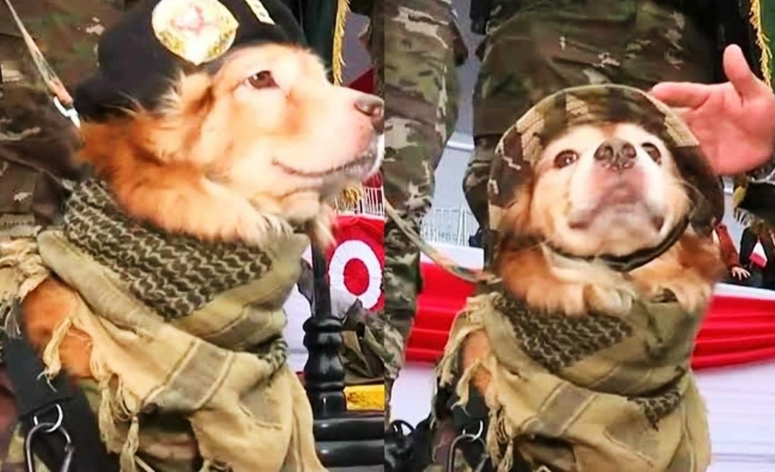 chato perrito desfile fiestas patrias 