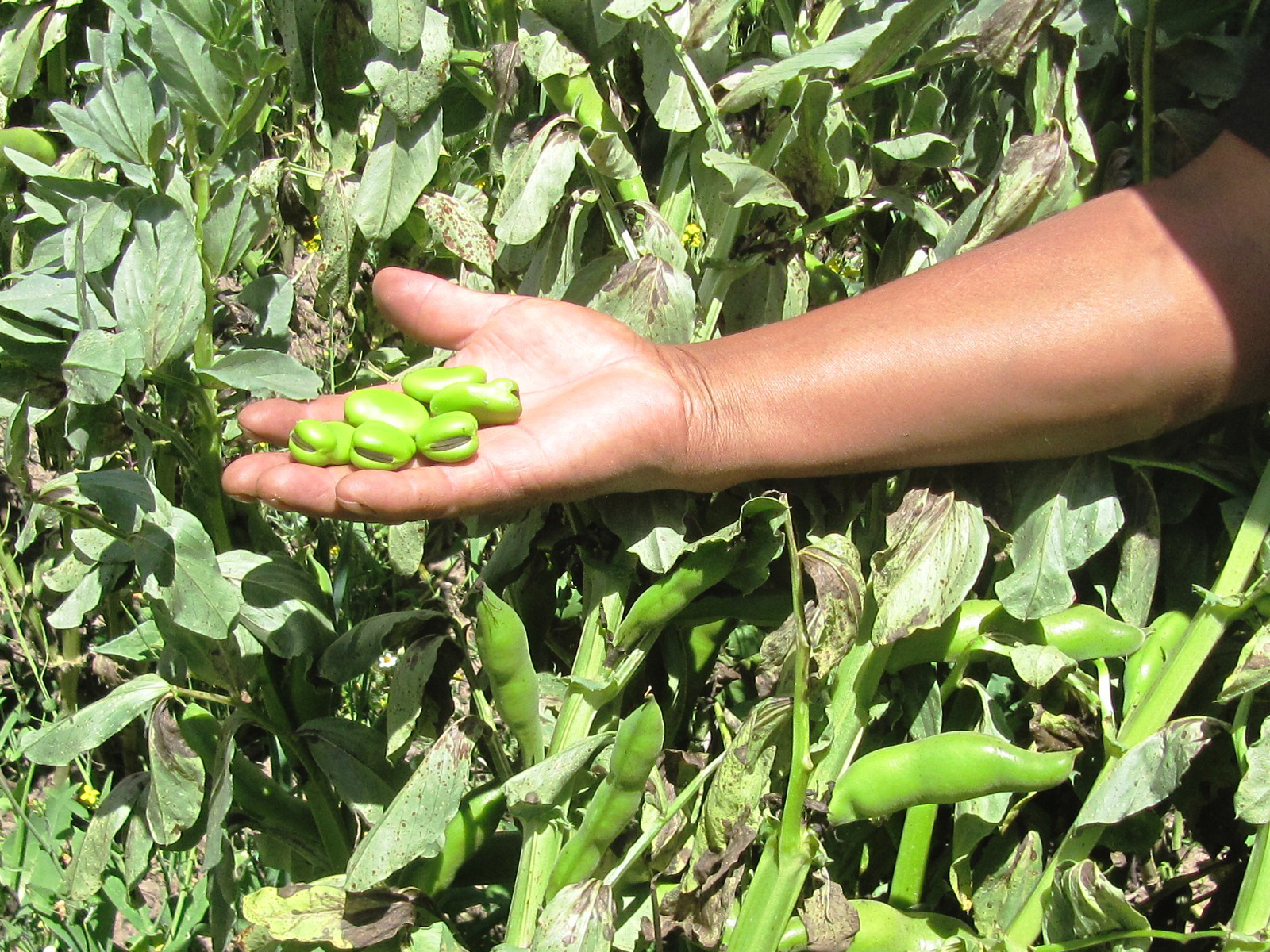 midagri agricultura