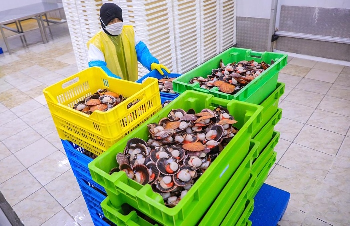 mariscos produce pesca 