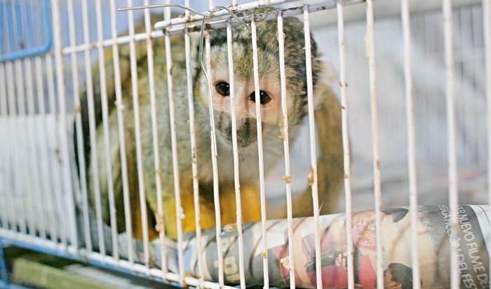 mono animales silvestres