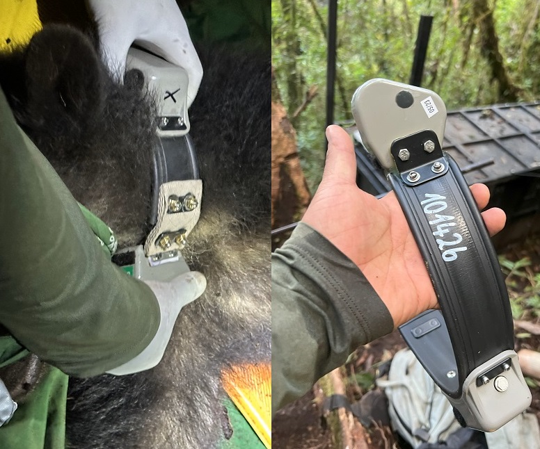 Oso de anteojos sernanp protección Cusco