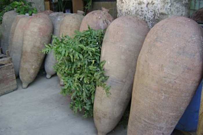 pisko pisco ica destilado 