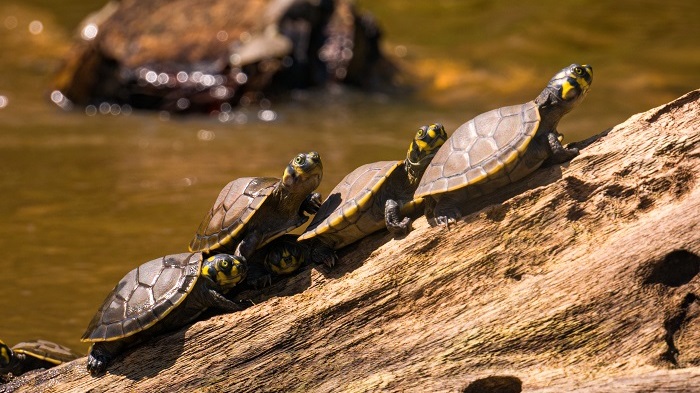 tortugas loreto ucayali liberadas