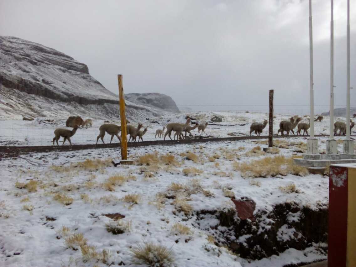 friaje llamas vicuñas