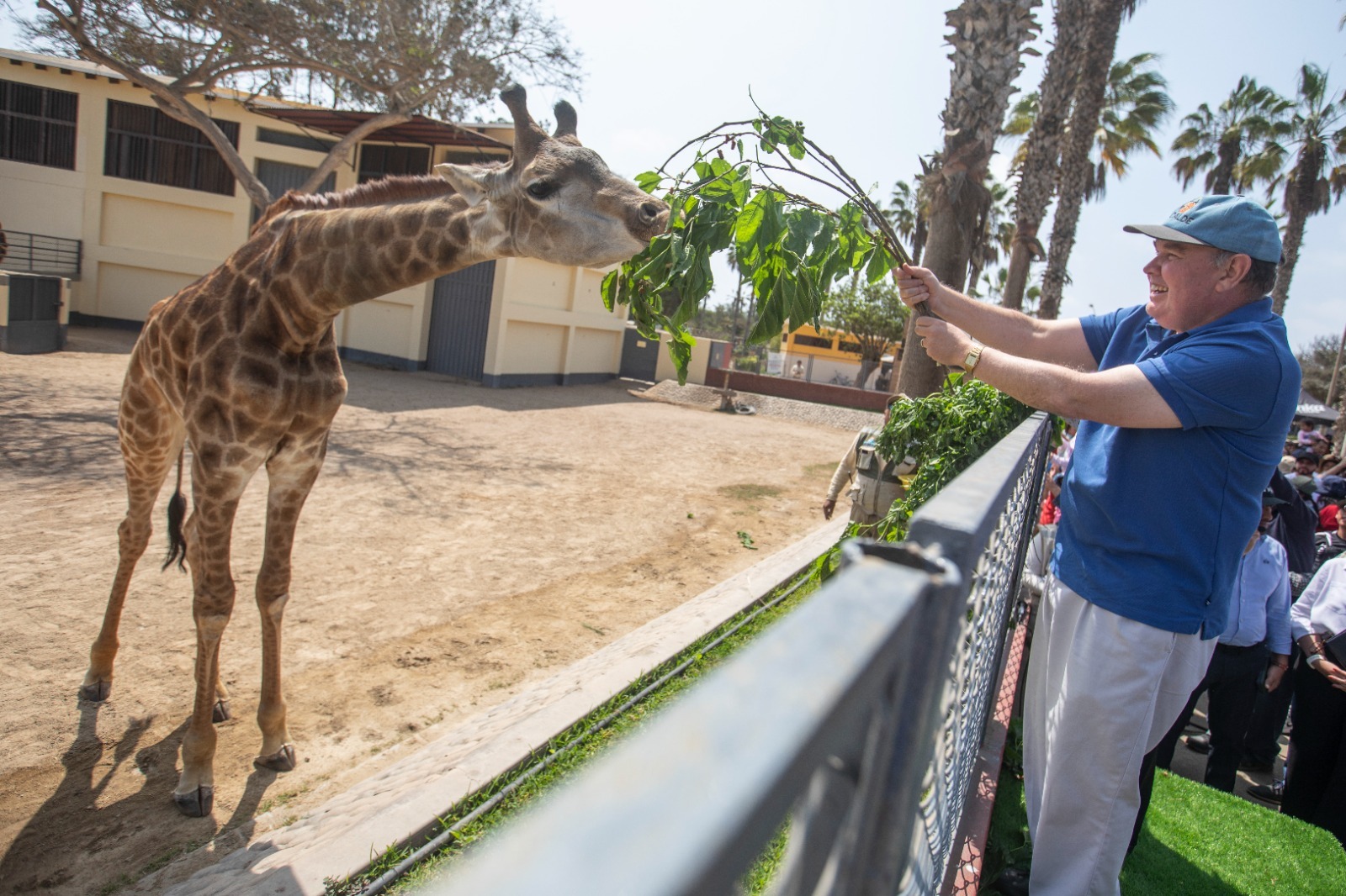 jirafa zoológico animales