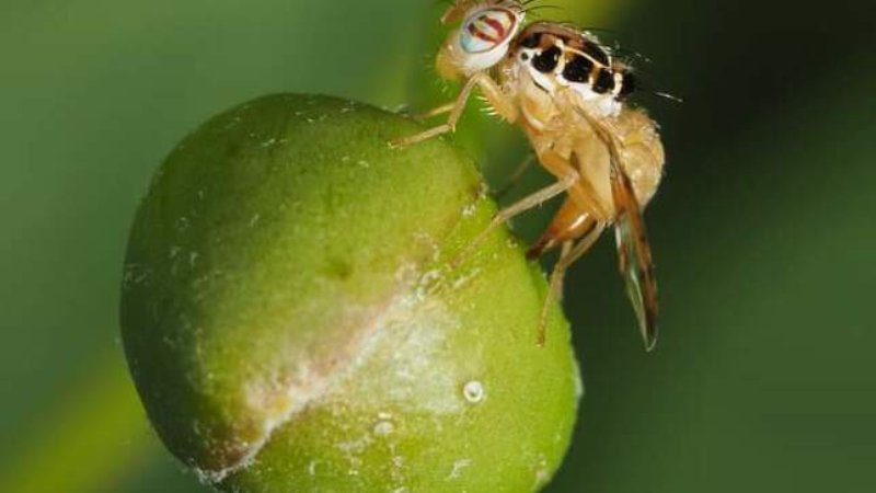 agroexportaciones Senasa mosca de la fruta