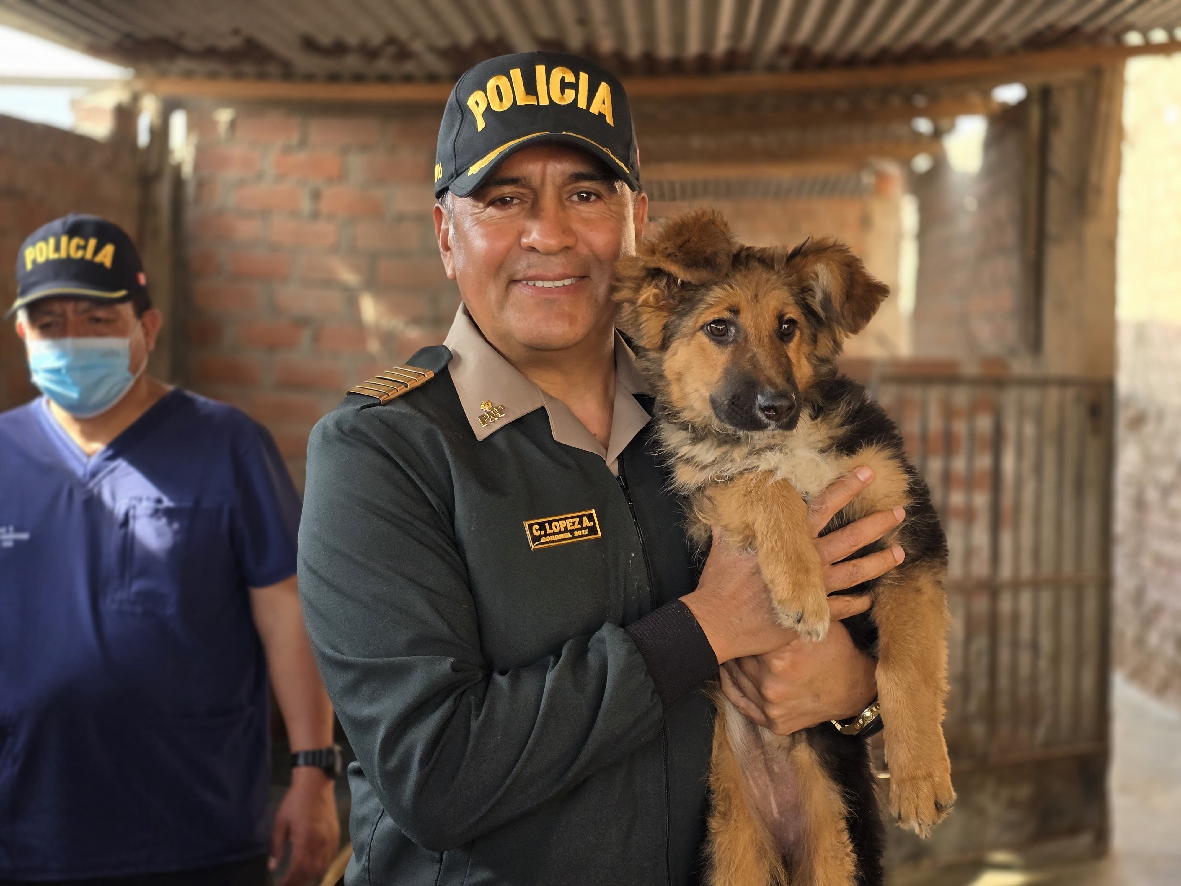 pnp y canes envenenados