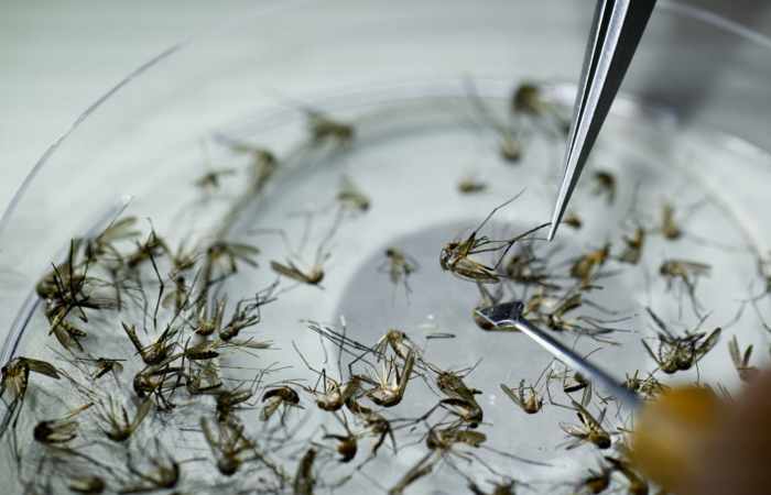 Mosquito traNsmisor del dengue :Foto: AFP